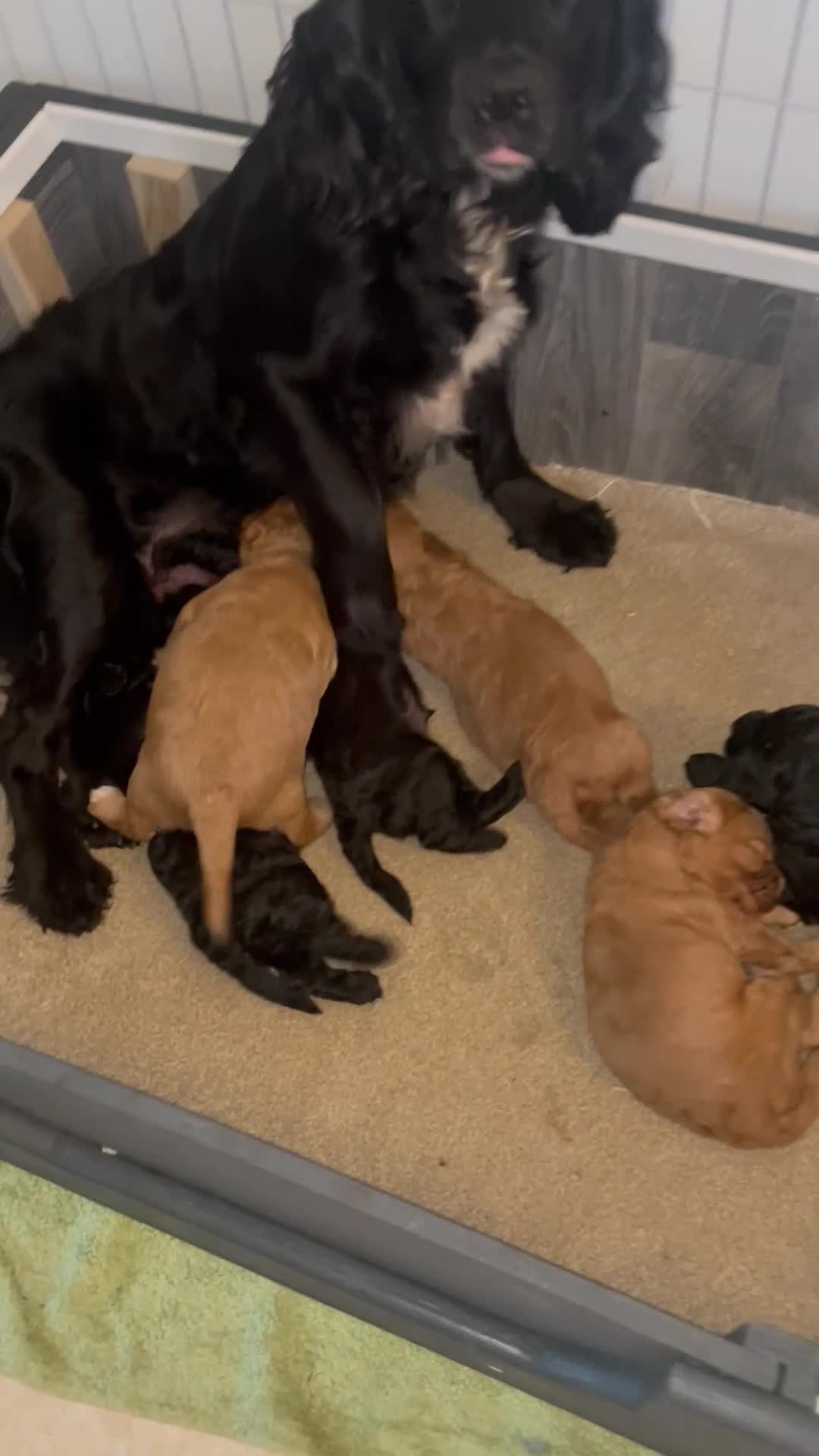 Mixed Breed dogs for sale: Adorable Cockapoo Puppies - Video 1