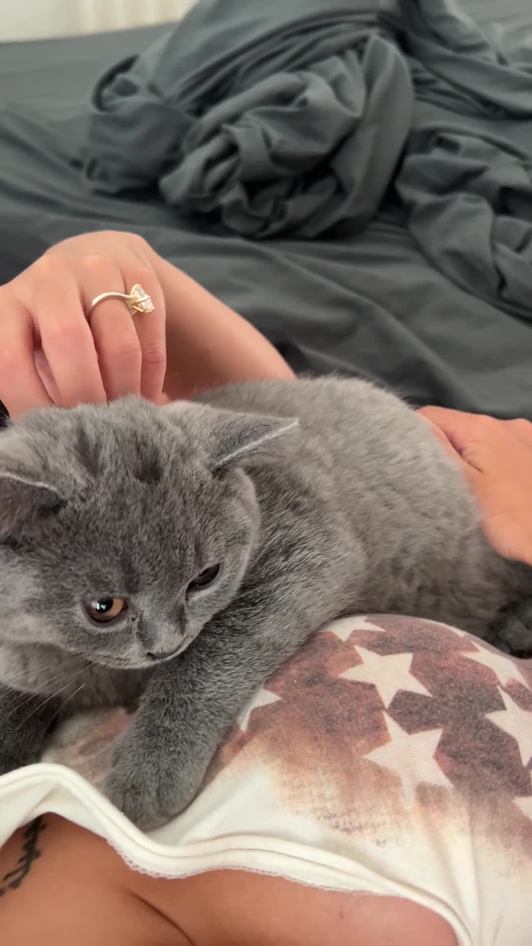British Shorthair cats for sale: British shorthair blue boy - Video 1