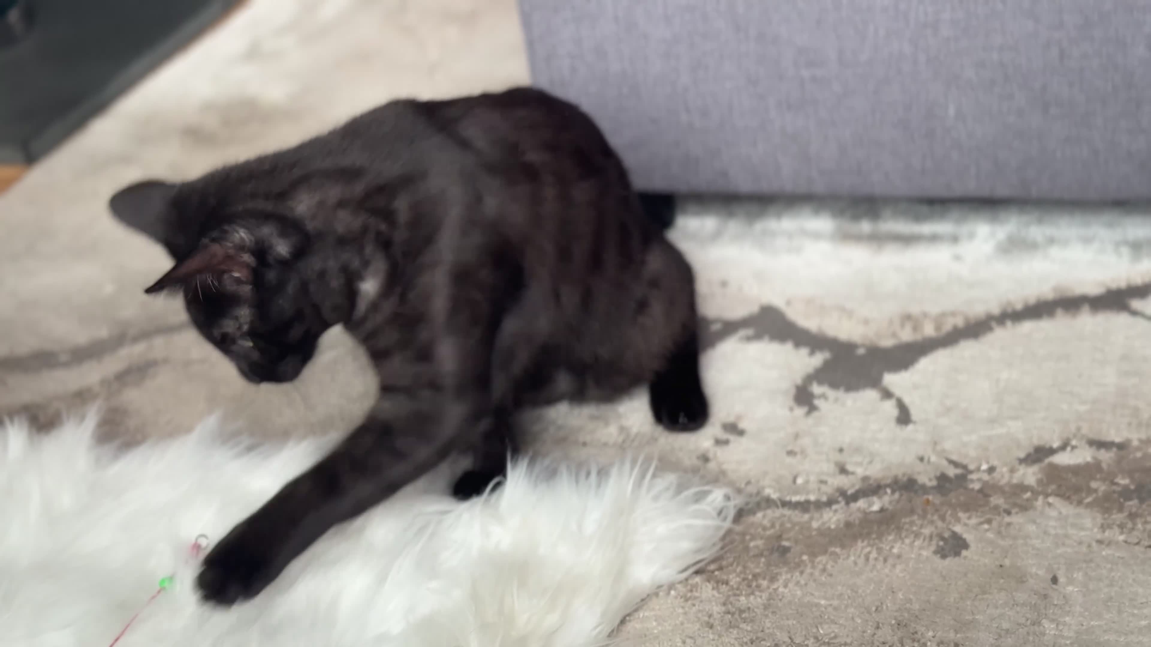 Egyptian Mau cats for sale: TICA reg Spotted EgyptianMau x Bengal LOWEST PRICE - Video 2
