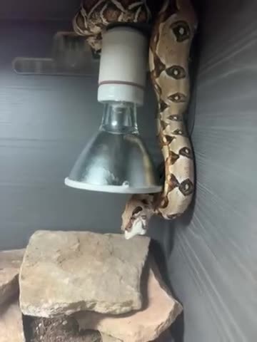Boa Snake reptiles for sale: Male red tail boa for sale. - Video 1