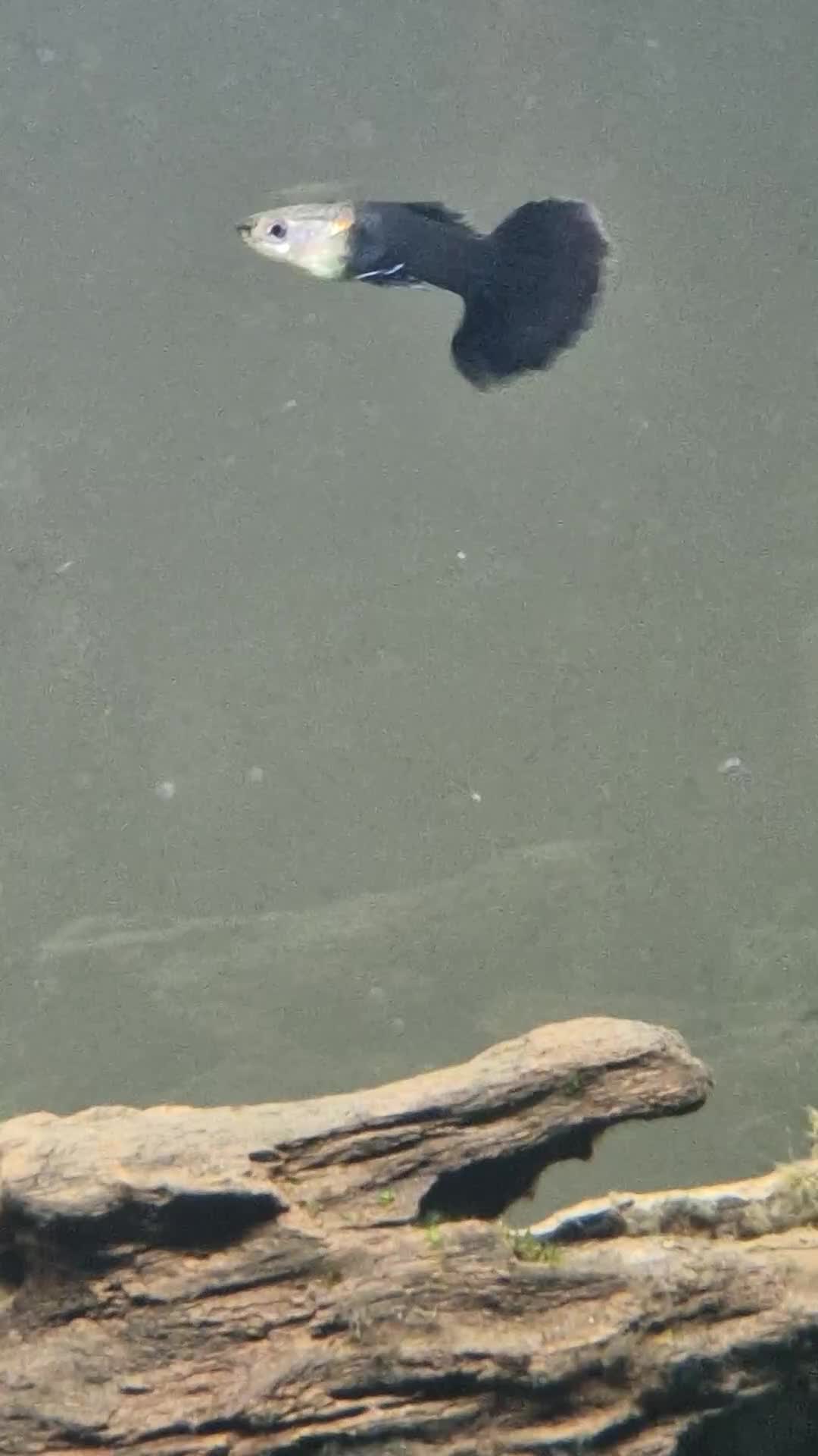 Live Bearers fish for sale: GUPPIES X4 in Basingstoke - Video 3