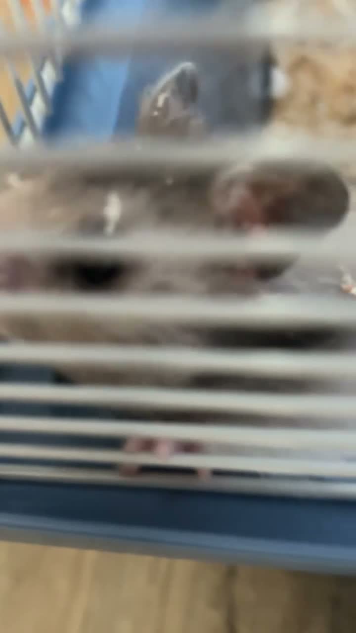 Hamster rodents for sale: Syrian Hamster  in Warwick - Video 1