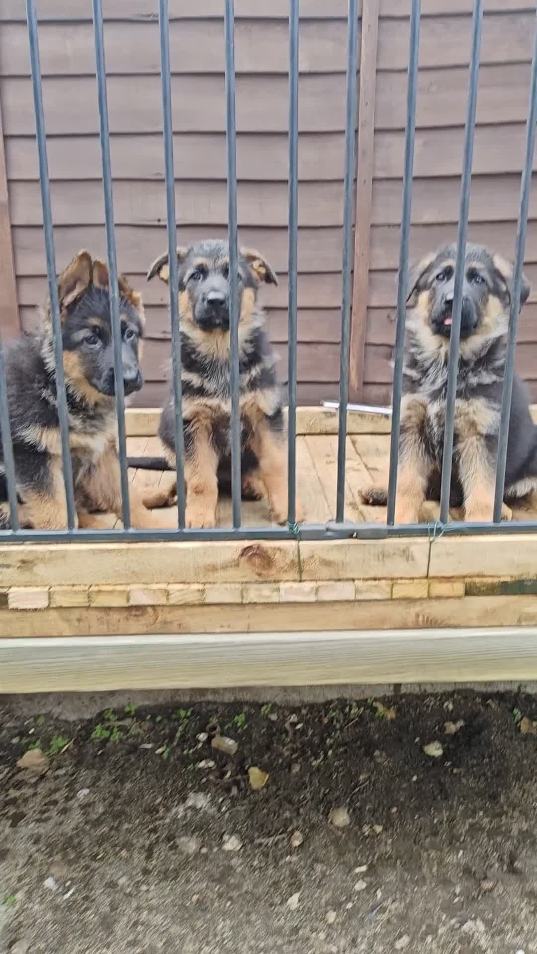 German Shepherd dogs for sale: German Shepherd Puppies - Video 1