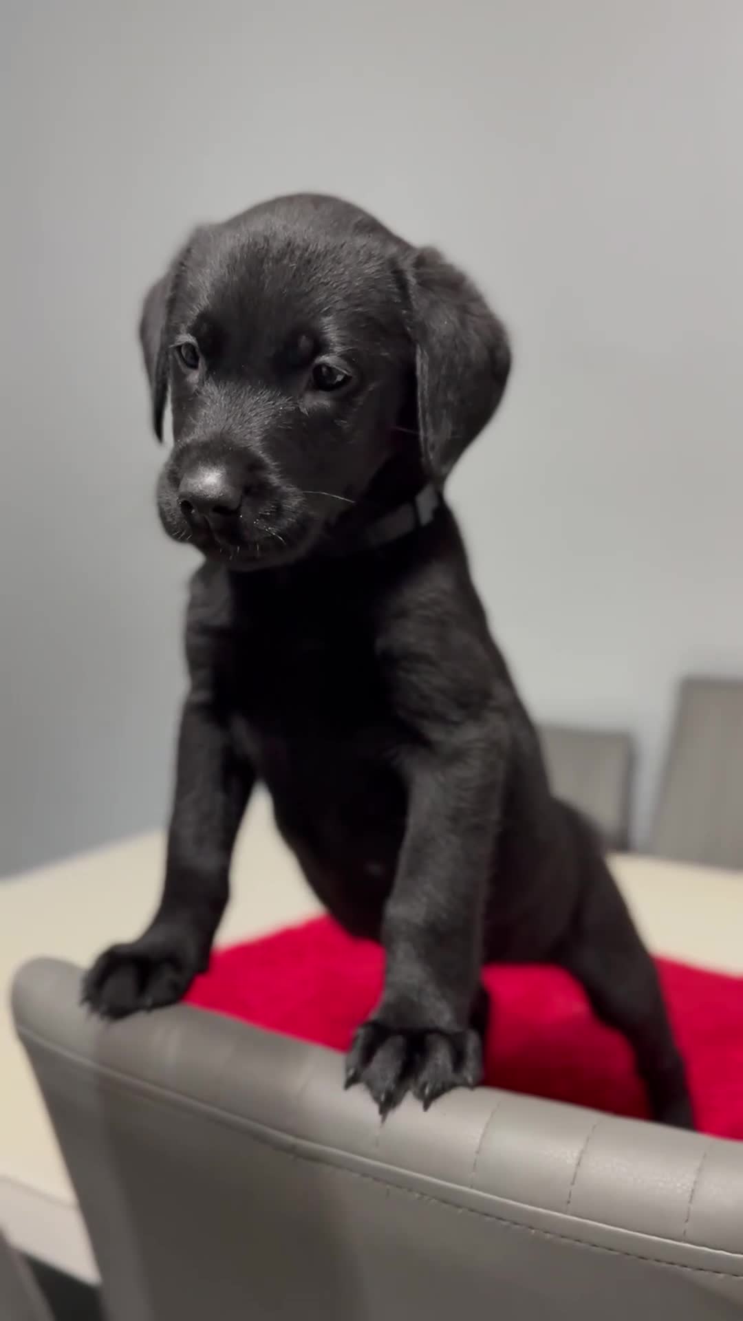 Labrador Retriever dogs for sale: LAST 3 LABRADOR PUPPIES AVAILABLE — READY NOW! - Video 2