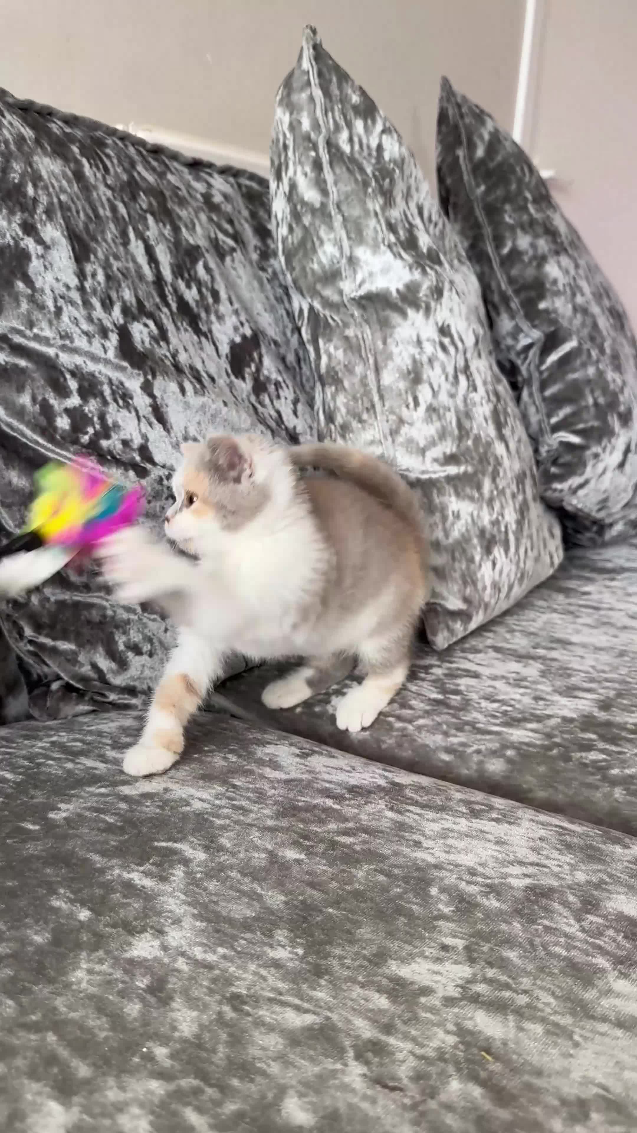 British Shorthair cats for sale: British Short Hair TICA REG Ready now  - Video 1