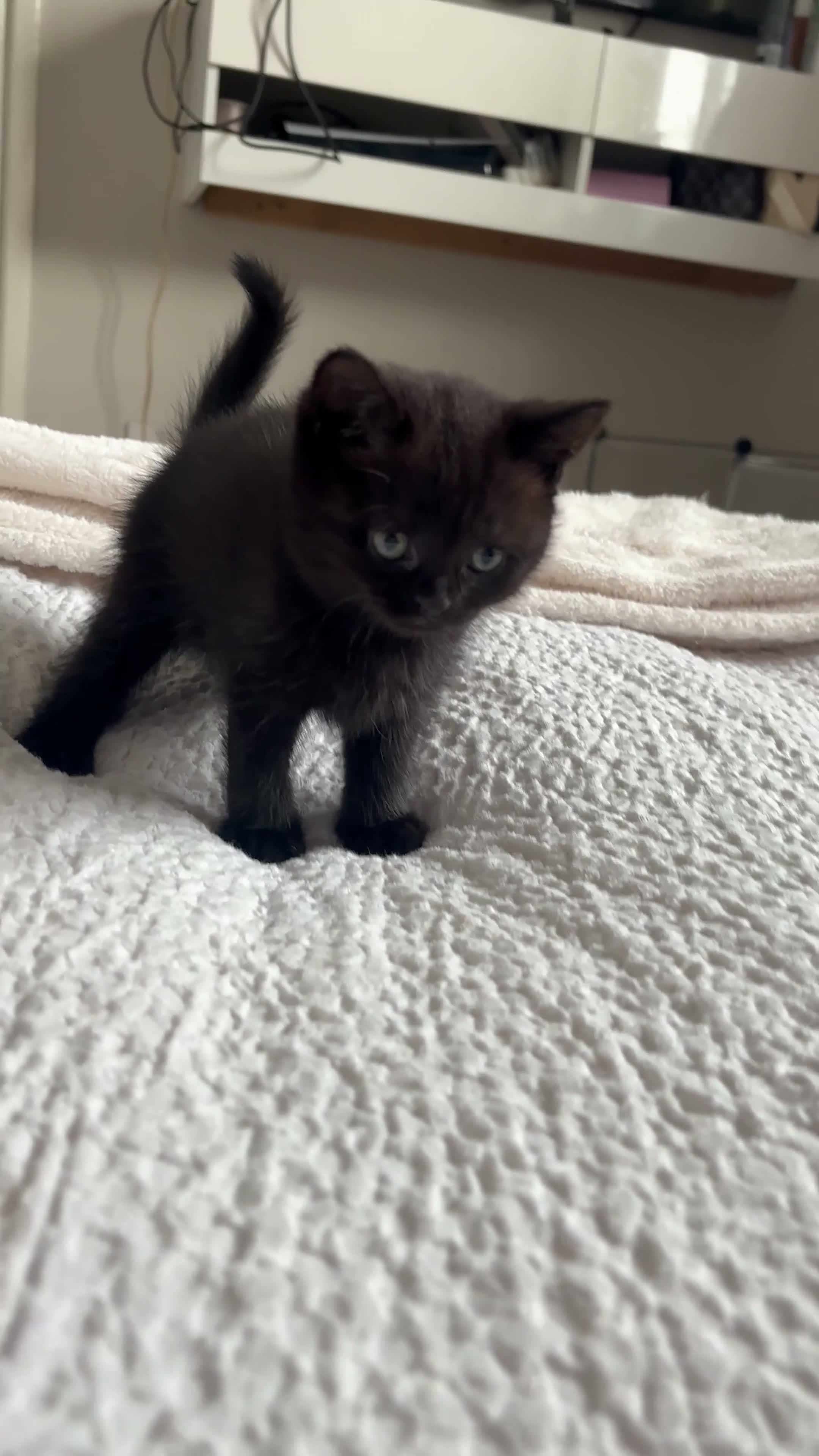 Mixed Breed cats for sale: 6 beautiful kittens  - Video 1