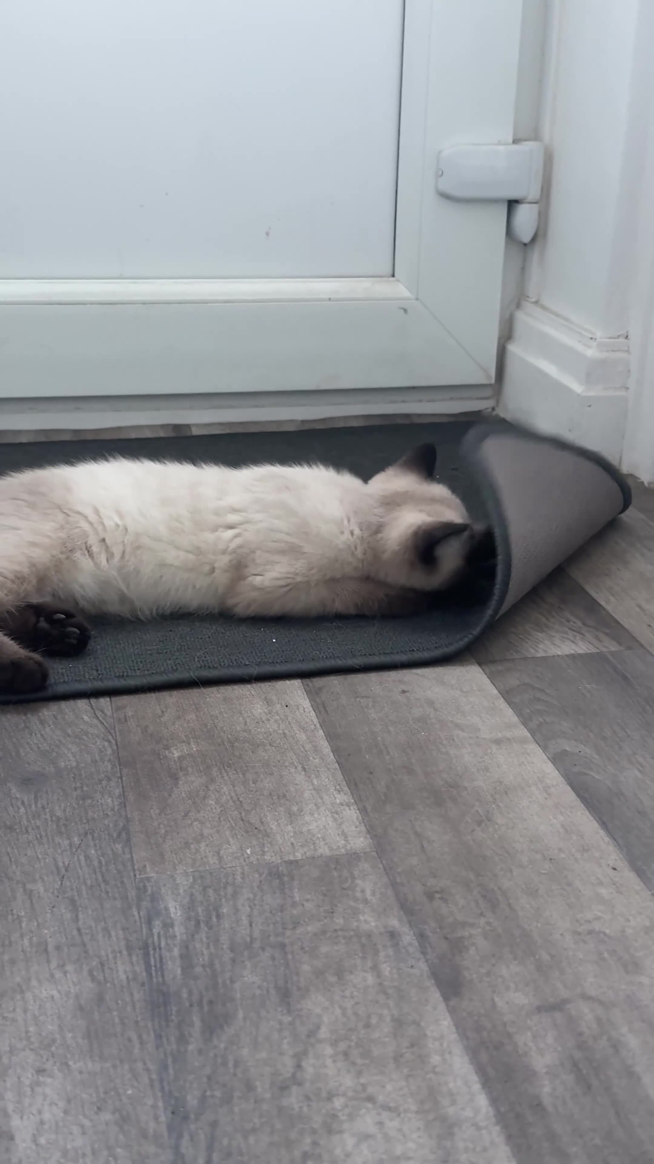British Shorthair cats for sale: BRITISH SHORTHAIRxSCOTTISH FOLD blue,white Siamese in Southport - Video 1