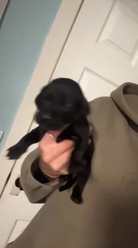Mixed Breed dogs for sale: Pointador pups - Video 1