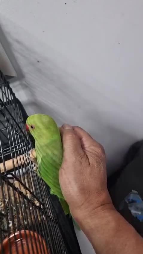 Ringnecks birds for sale: tame baby Indian ringneck read the description - Video 1
