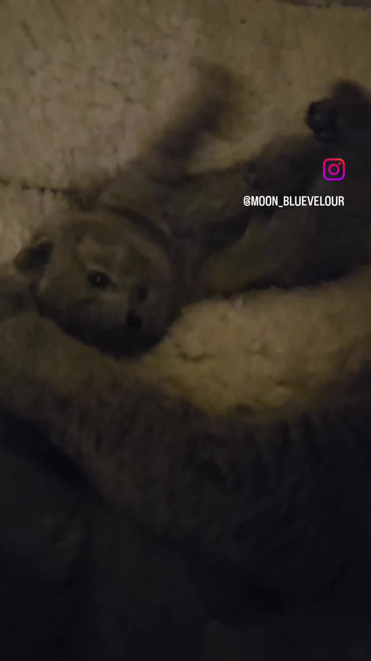 British Shorthair cats for sale: British Shorthair Kittens GCCF - Video 2