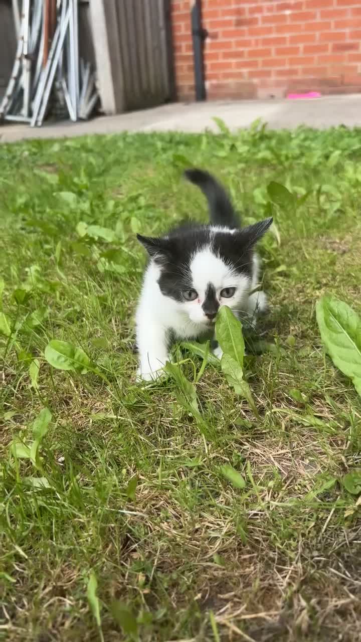 Mixed Breed cats for sale: 4 mixedbreed kittens for sale  - Video 4
