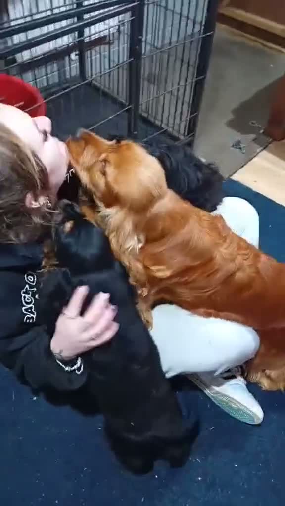 Cocker Spaniel dogs for sale: 3 PURE SHOW BLACK COCKER SPANIEL PUPPIES.  - Video 1