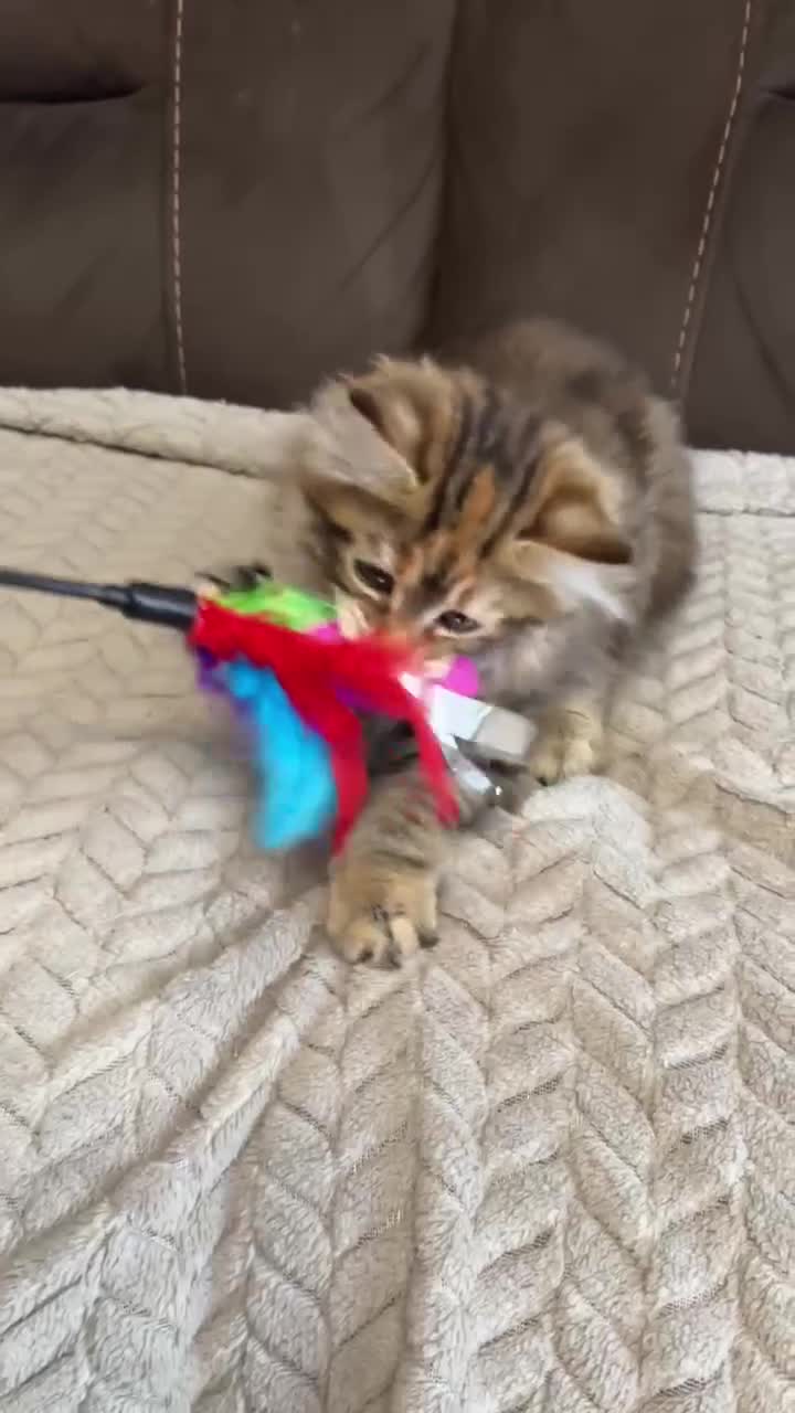 Siberian cats for sale: Purebred- Hypoallergenic Siberian Kittens - Video 3