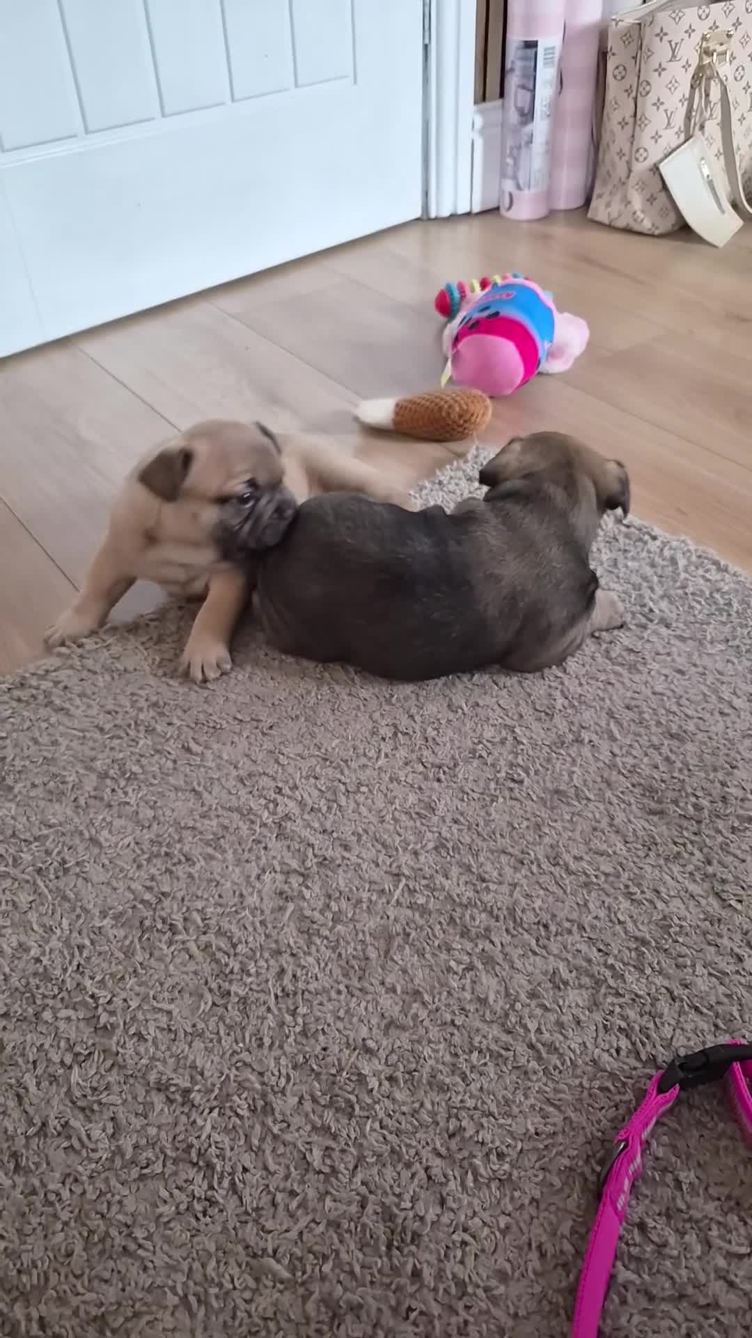French Bulldog dogs for sale: 2 french bulldog puppies in Newcastle upon Tyne - Video 1