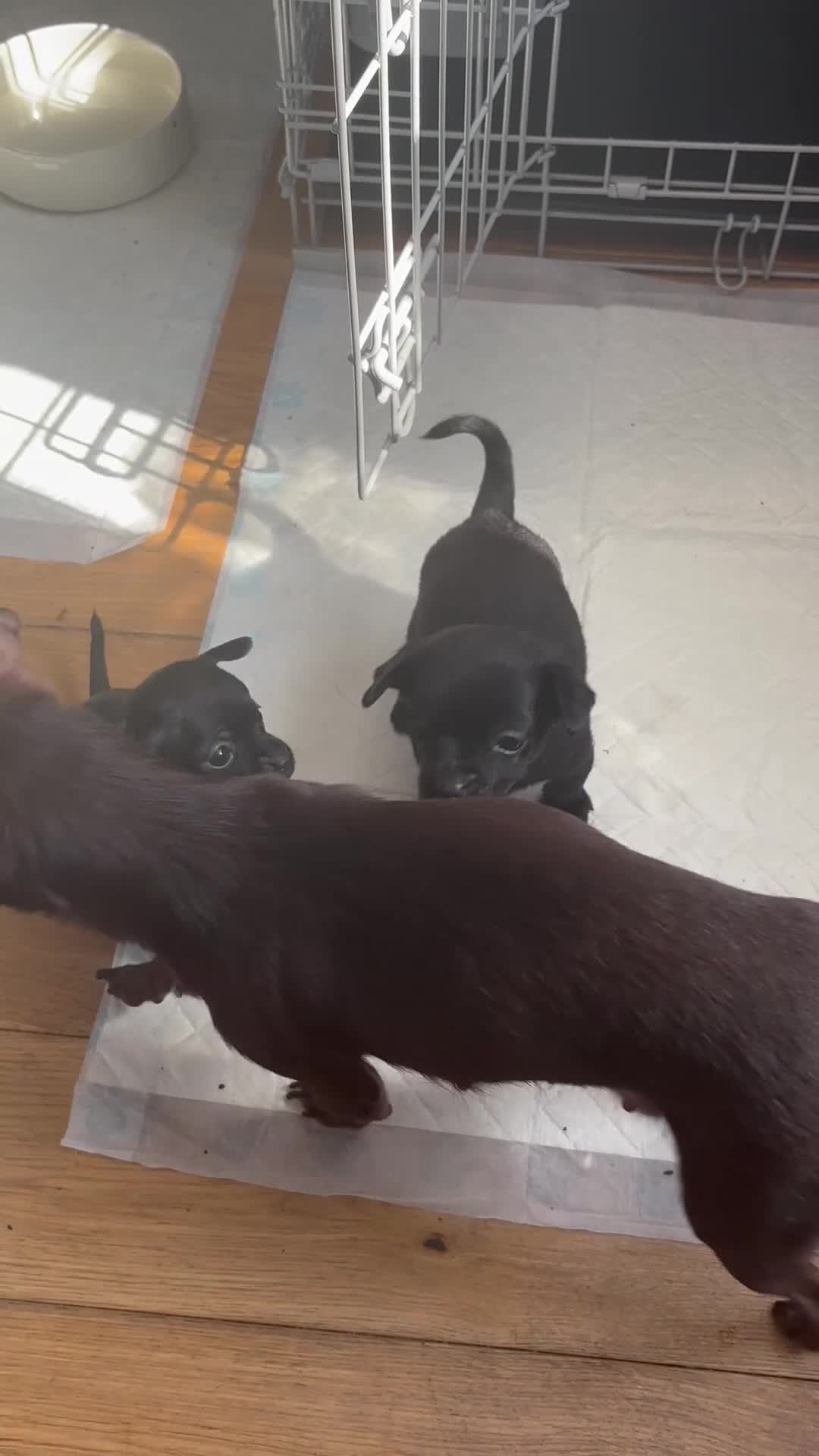Russian Toy Terrier dogs for sale: Russian toy terrier puppies for sale in Feltham - Video 1