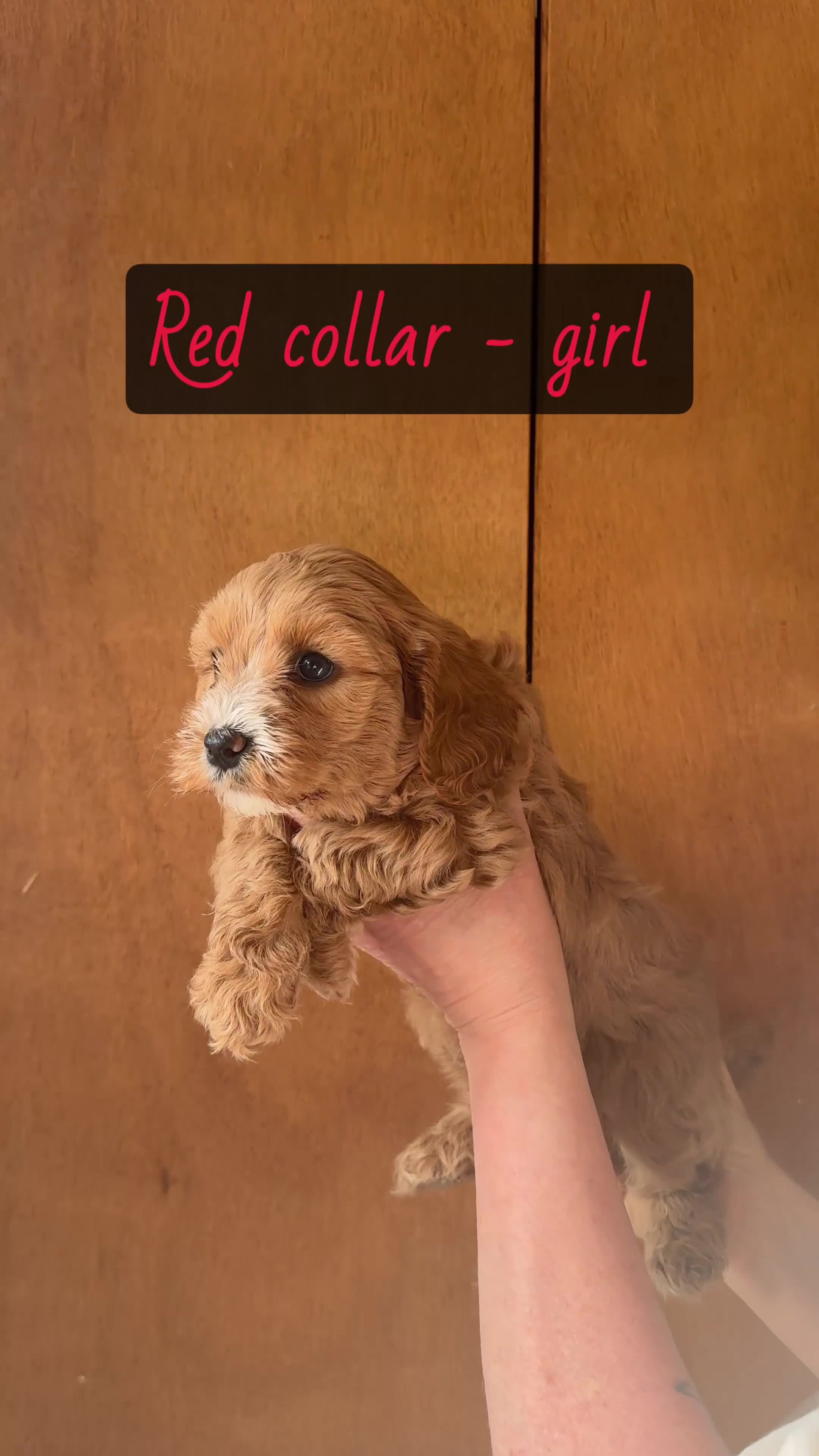Cavachon dogs for sale: Cavapoochon puppies🩷💙 - Video 1