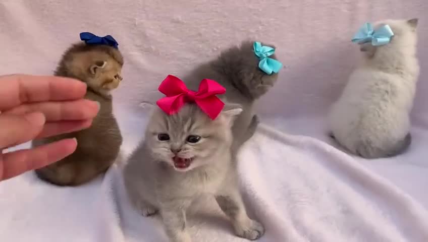 British Shorthair cats for sale: 💕 Pedigree GCCF blue golden British shorthair - Video 3