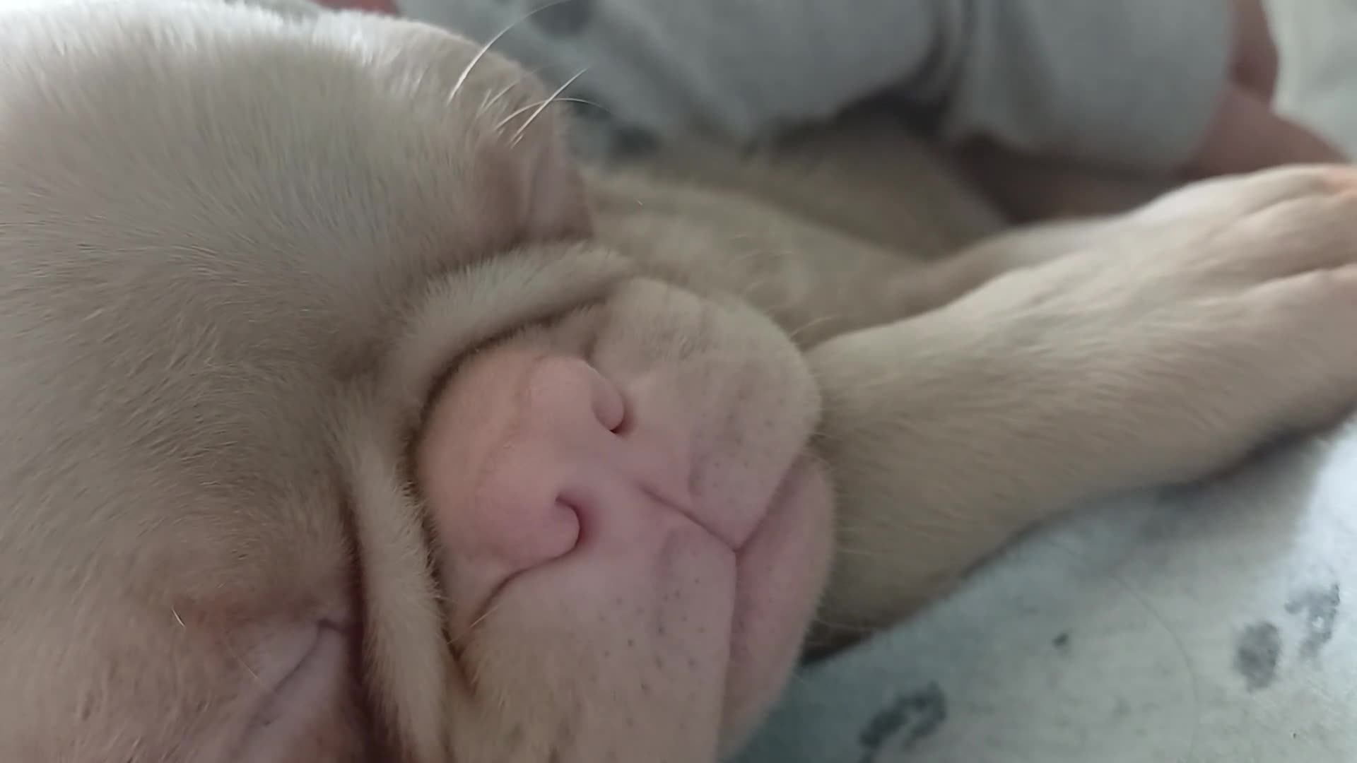 Pug dogs for sale: Teddy  - Video 1