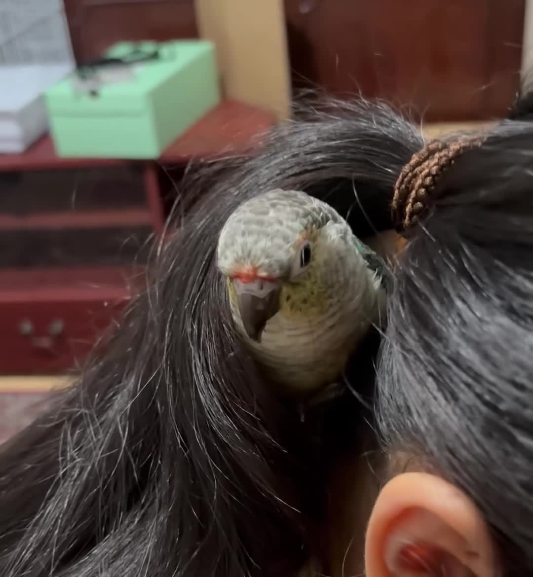Conures birds for sale: Green Cheek Conure – Sweet, Tame & Loving in London - Video 5