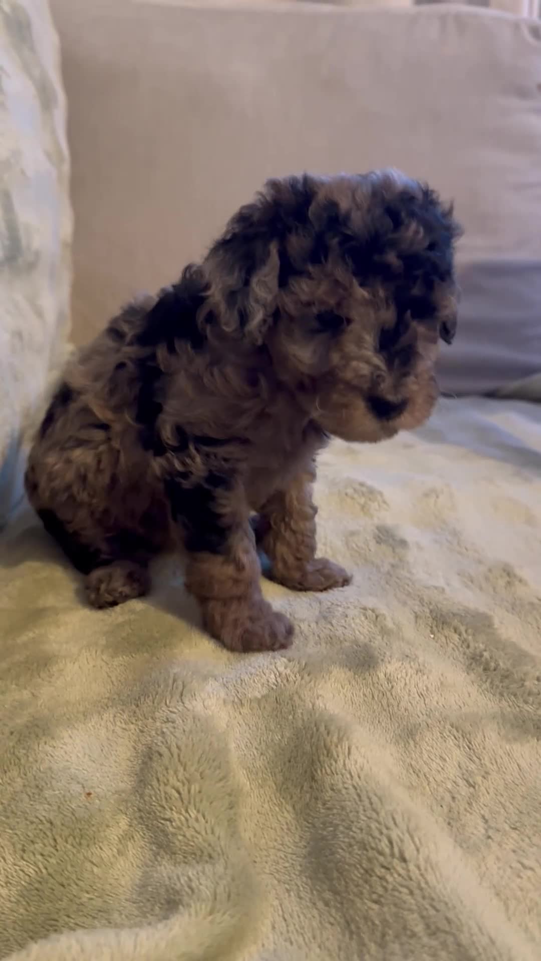 Mixed Breed dogs for sale: *last few remaining* F1B miniature Goldendoodle - Video 2