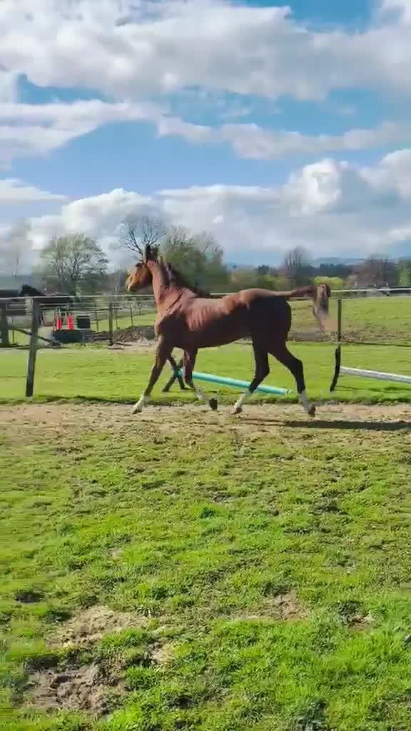 British Warmblood horses for sale: Romeo Quality Rising 3-Year-Old Gelding  - Video 5