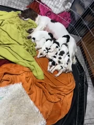 English Springer Spaniel dogs for sale: English springer spaniel puppies  - Video 1