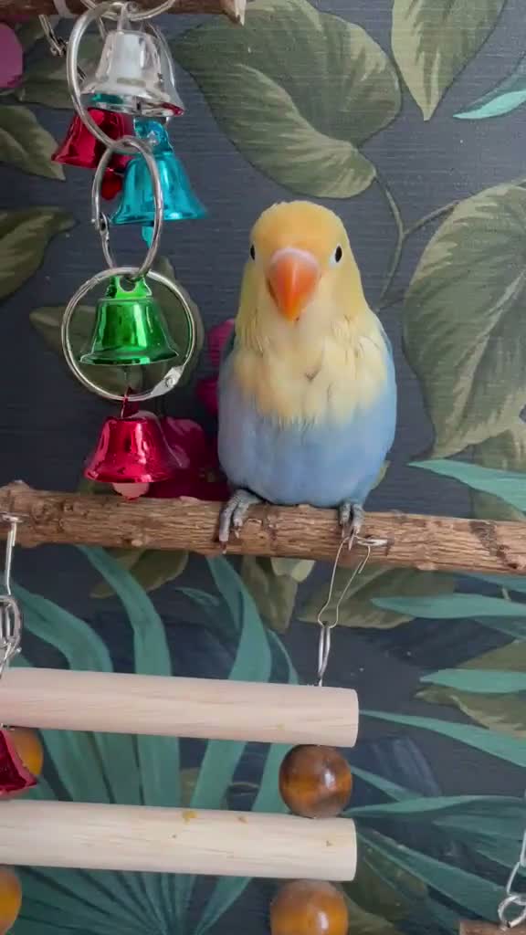 Lovebirds birds for sale: Silly Tame Baby LoveBird - Video 1