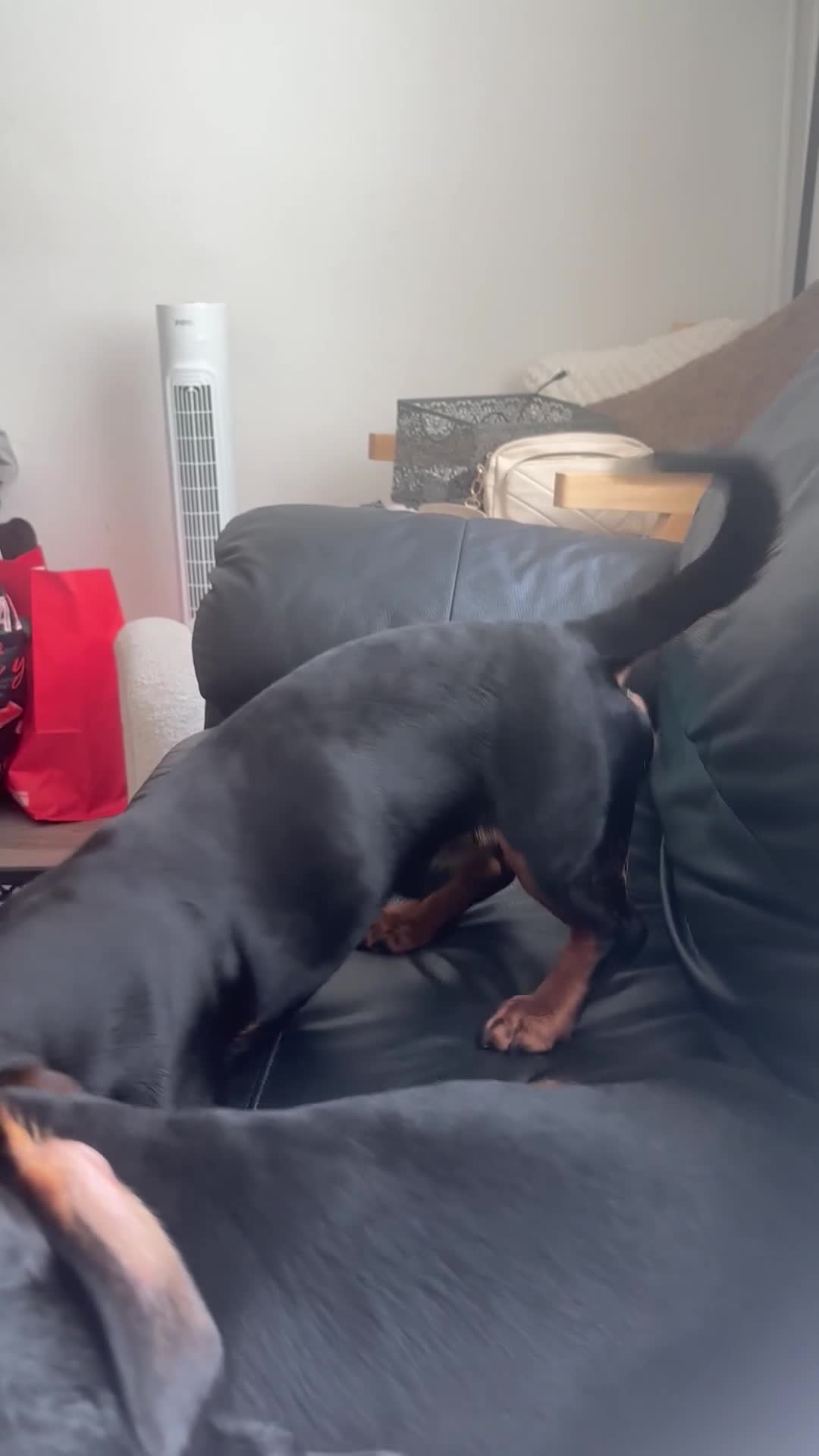 Dachshund dogs for sale: Meet Milo Black and Tan dachshund  in Ramsgate - Video 3