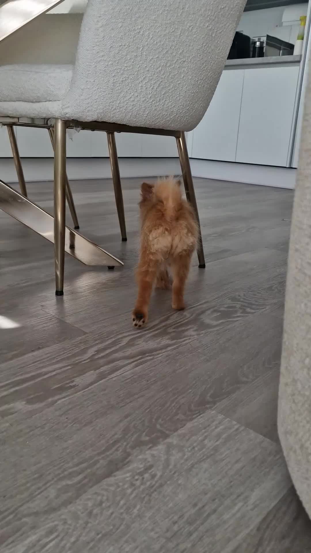 Pomeranian dogs for sale: Beautiful 5-Month-Old Pomeranian Girl for Sale  - Video 2