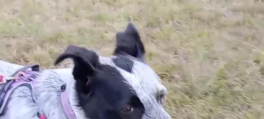 Mixed Breed dogs for adoption: 🎶 Good Golly, Miss Molly! 🎶 - Video 1
