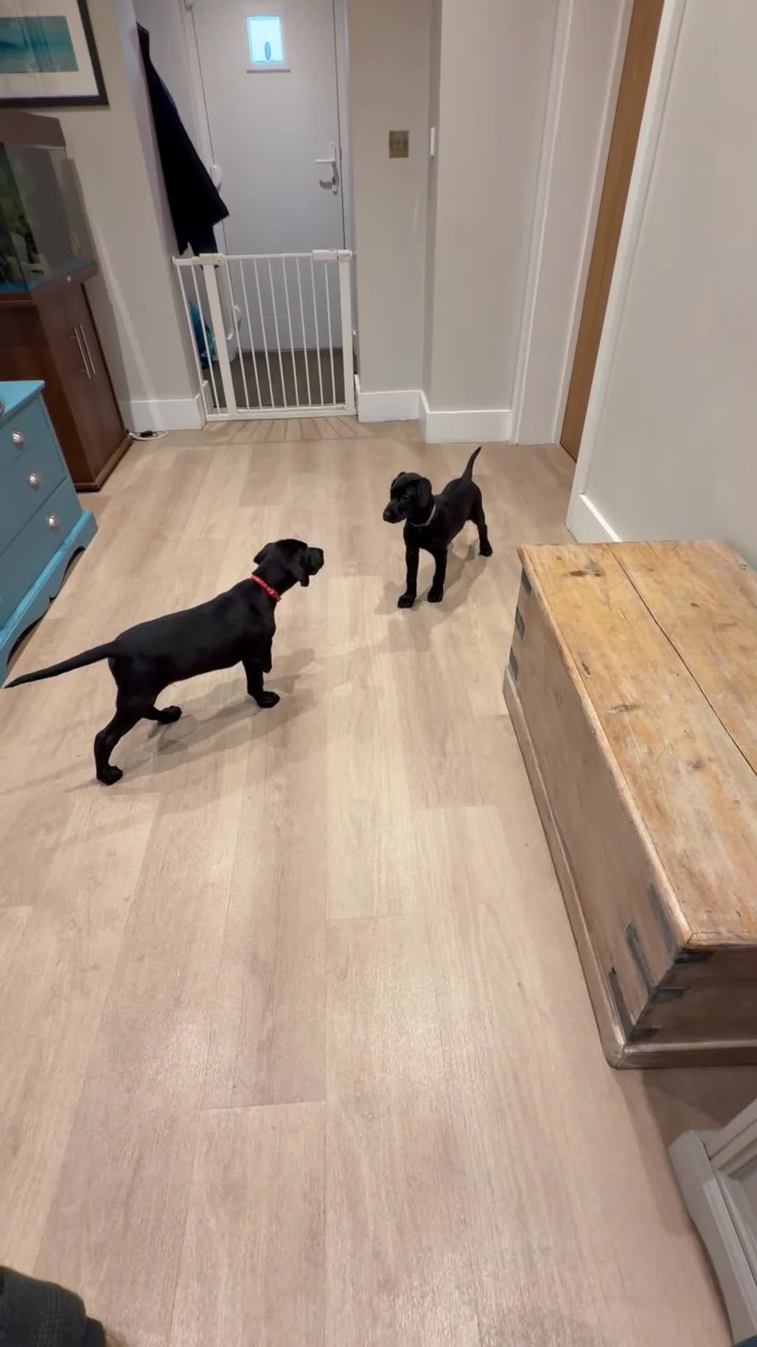Mixed Breed dogs for sale: Black lab X GSP puppy 1 male remaining  - Video 1