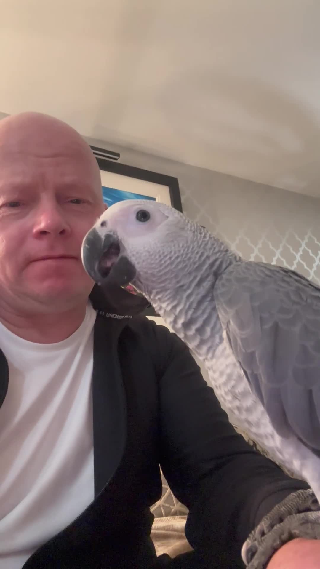 Parrots birds for sale: Baby African grey - Video 1