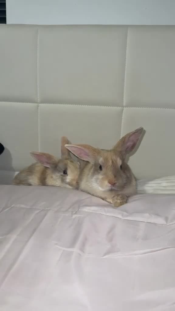 Mini Lop rabbits for sale: 2 female bunnies.  in Bristol - Video 1