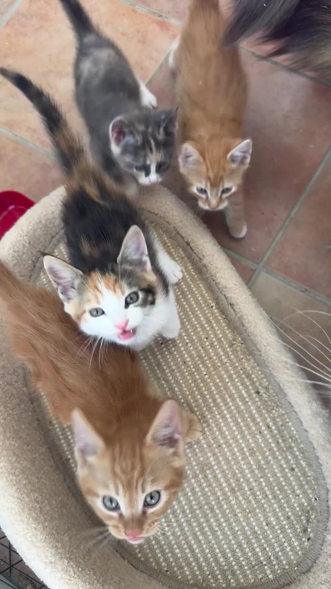 Maine Coon cats for sale: TORTOISESHELL MAINE COON X KITTENS - Video 2