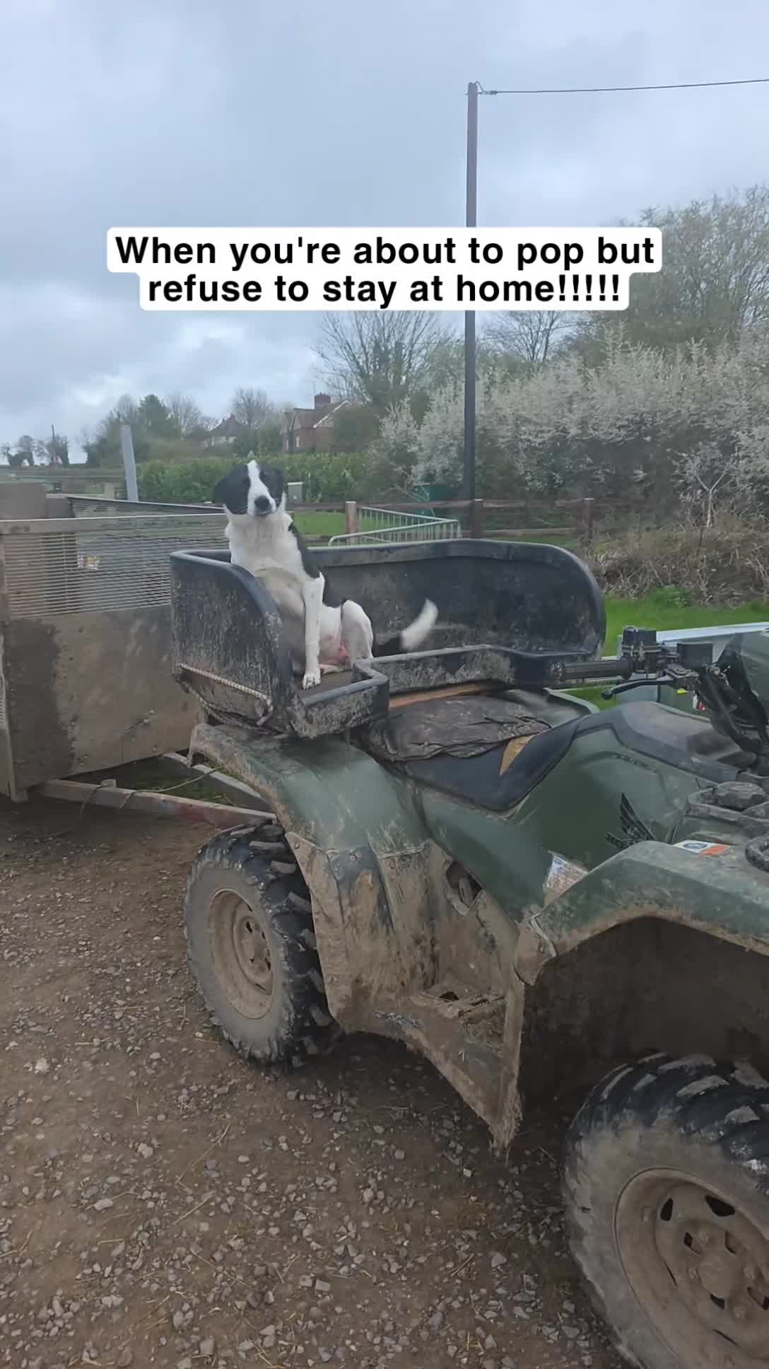 Border Collie dogs for sale: Beautiful litter of working border collie pups - Video 1