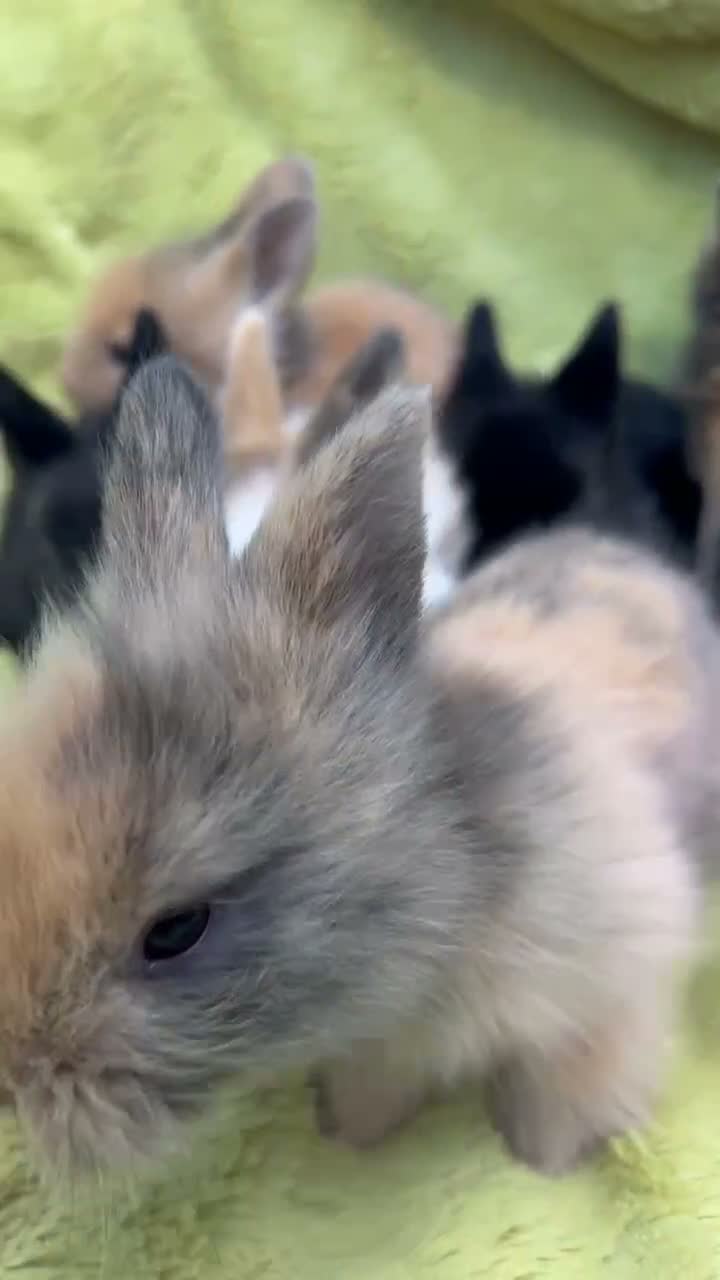 Lionhead rabbits for sale: *Ready Now* Double-maned Lionhead Rabbits 🐰 - Video 1