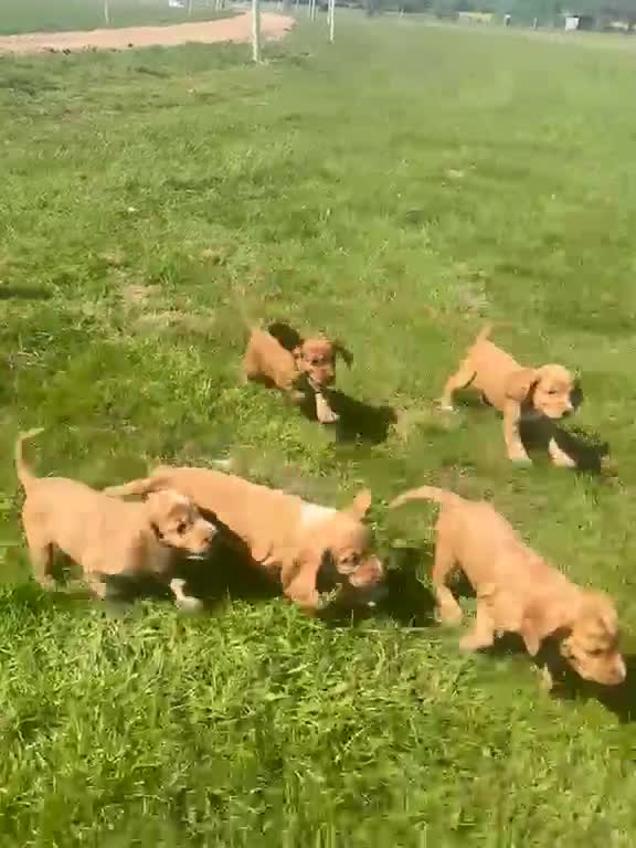Cocker Spaniel dogs for sale: Terrific Cocker spaniels  - Video 1