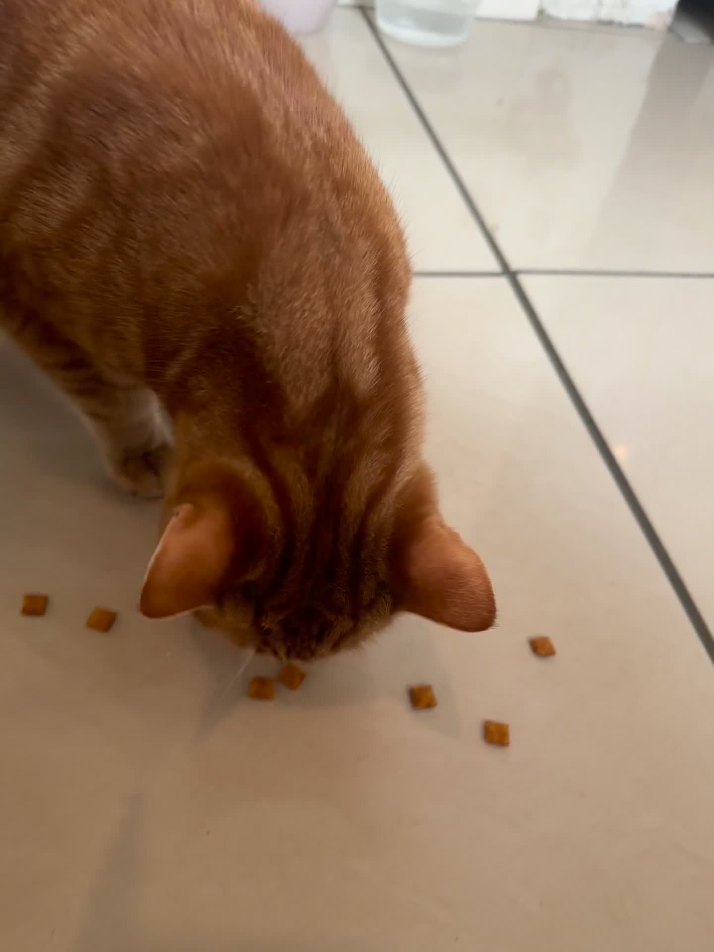 Domestic Shorthair cats for sale: Tabby - beautiful boy - Video 4