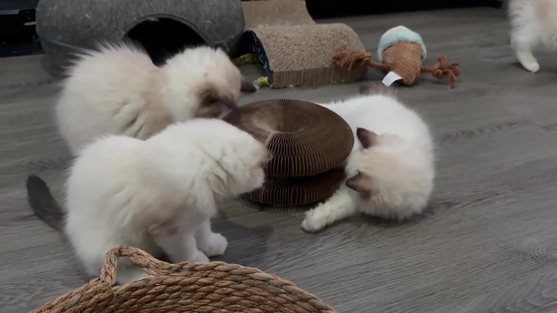 Ragdoll cats for sale: LAST AMAZING RAGDOLL KITTEN / FIFE - Video 2