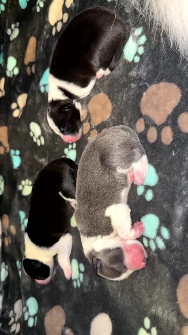 Border Collie dogs for sale: Border Collie Puppies For Sale - Video 4