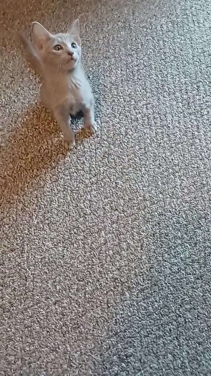 Oriental cats for sale: Fawn oriental kitten  - Video 1