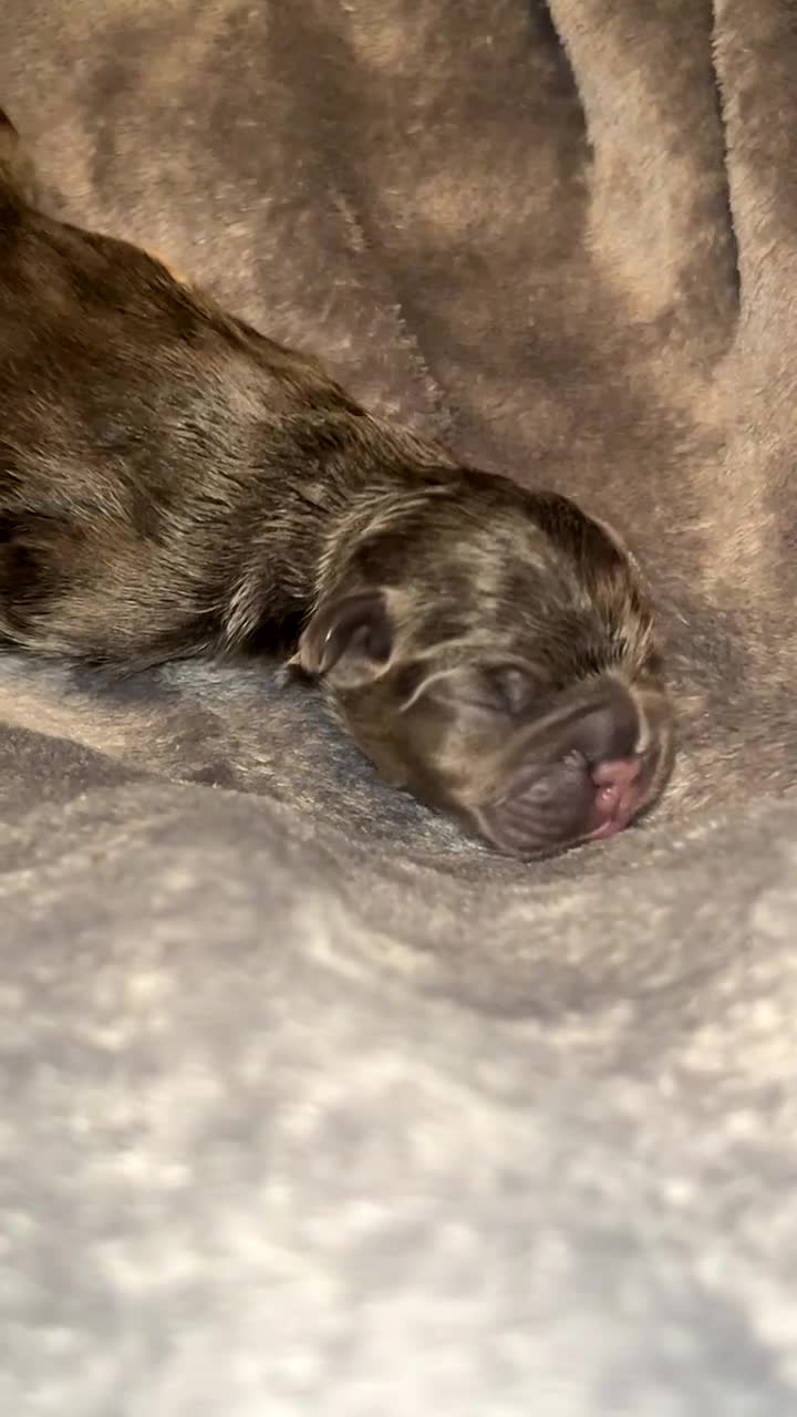 French Bulldog dogs for sale: Two Beautiful Girl French Bulldogs  - Video 2
