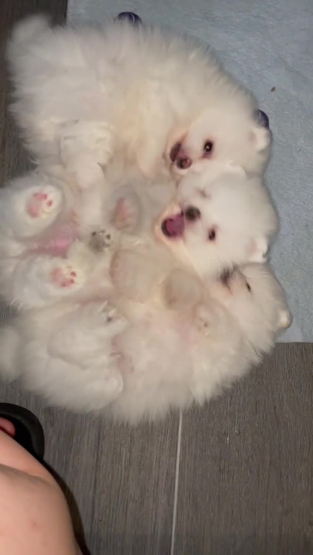 Pomeranian dogs for stud: White Pomeranian KC Registered CHAMPION Bloodlines in Manchester - Video 1