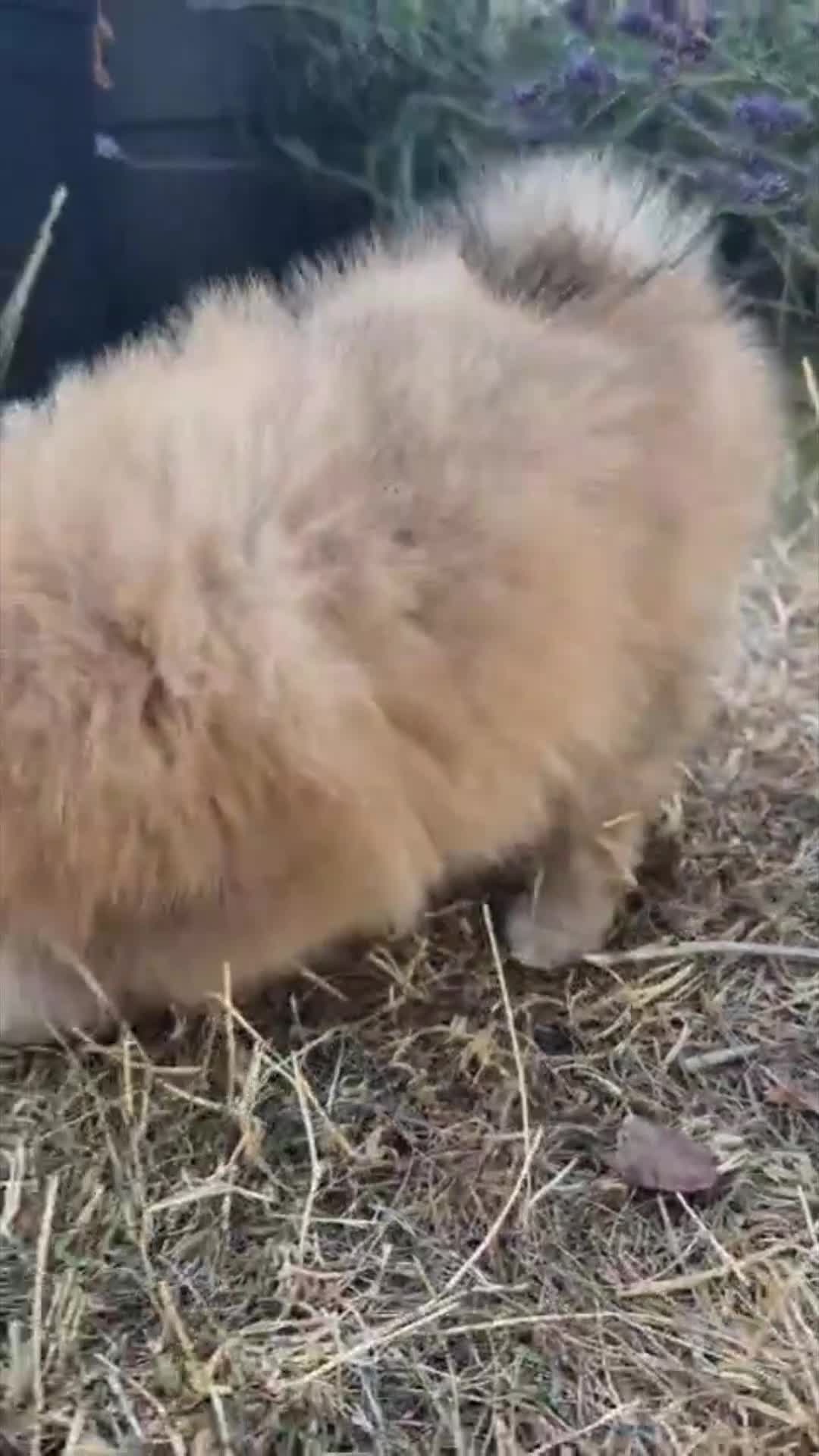 Pomeranian dogs for sale: Two Lovely Sable Purebred Pomeranian Puppies - Video 5