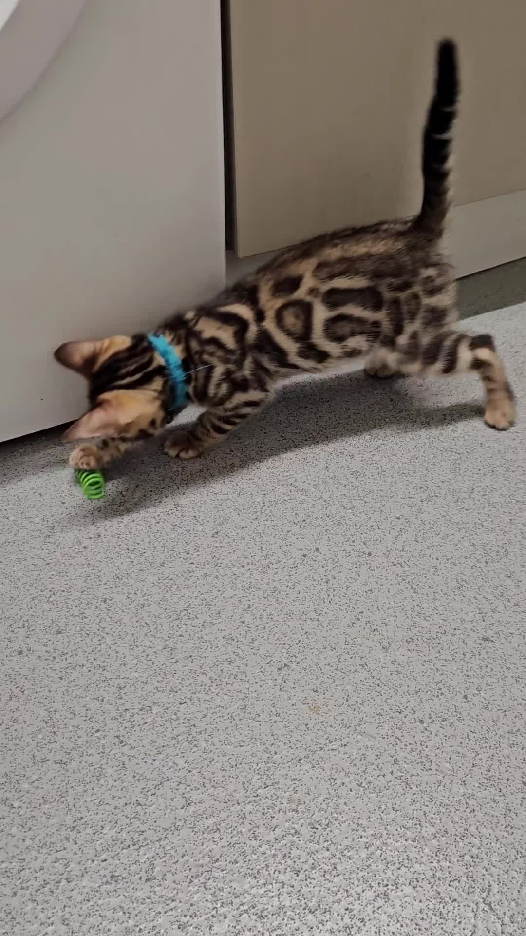 Bengal cats for sale: Tica Active Registered Bengal Kittens  - Video 1