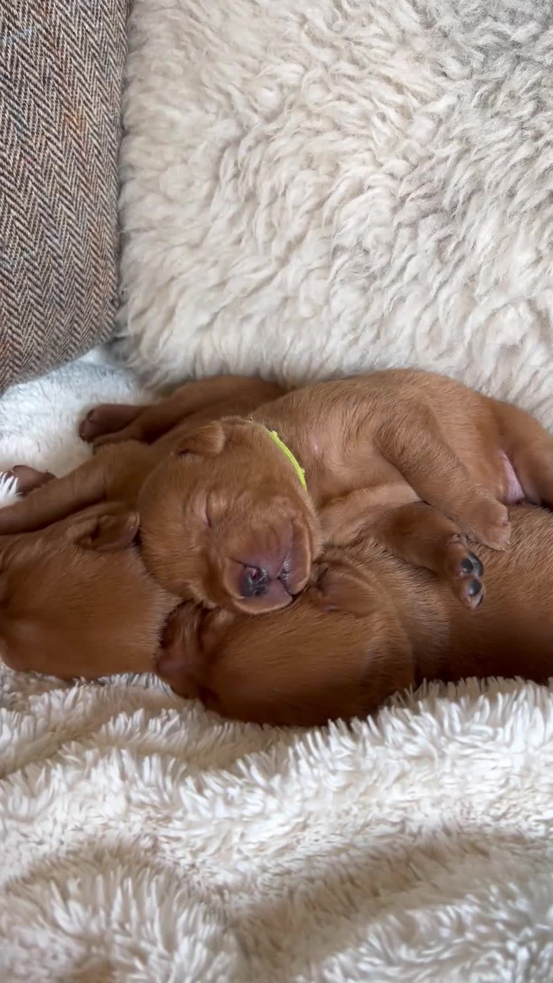 Labrador Retriever dogs for sale: Mahogany Red KC Labrador Puppies - Video 1