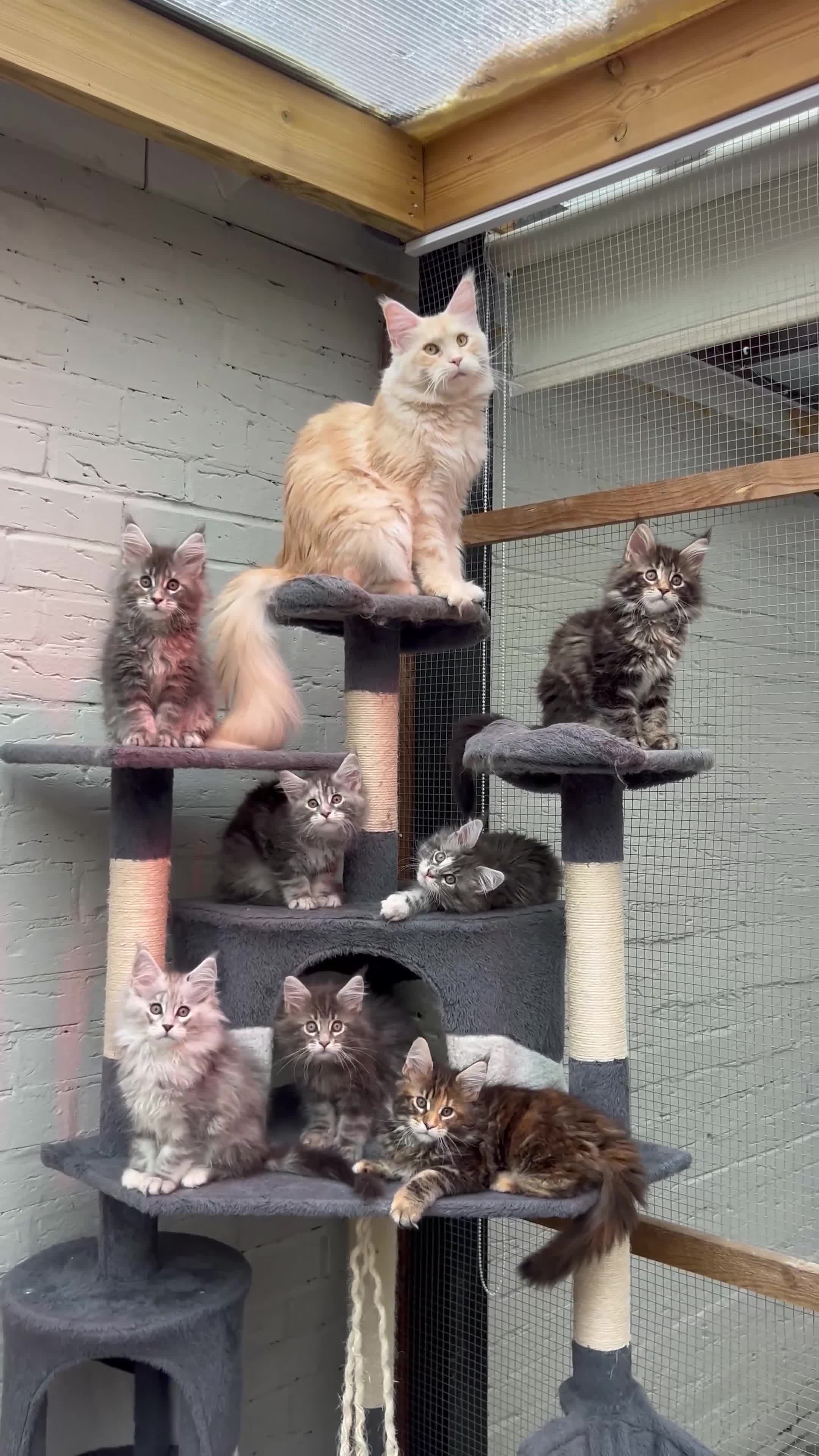 Maine Coon cats for sale: TICA reg Pedigree Maine Coon Kittens  - Video 1