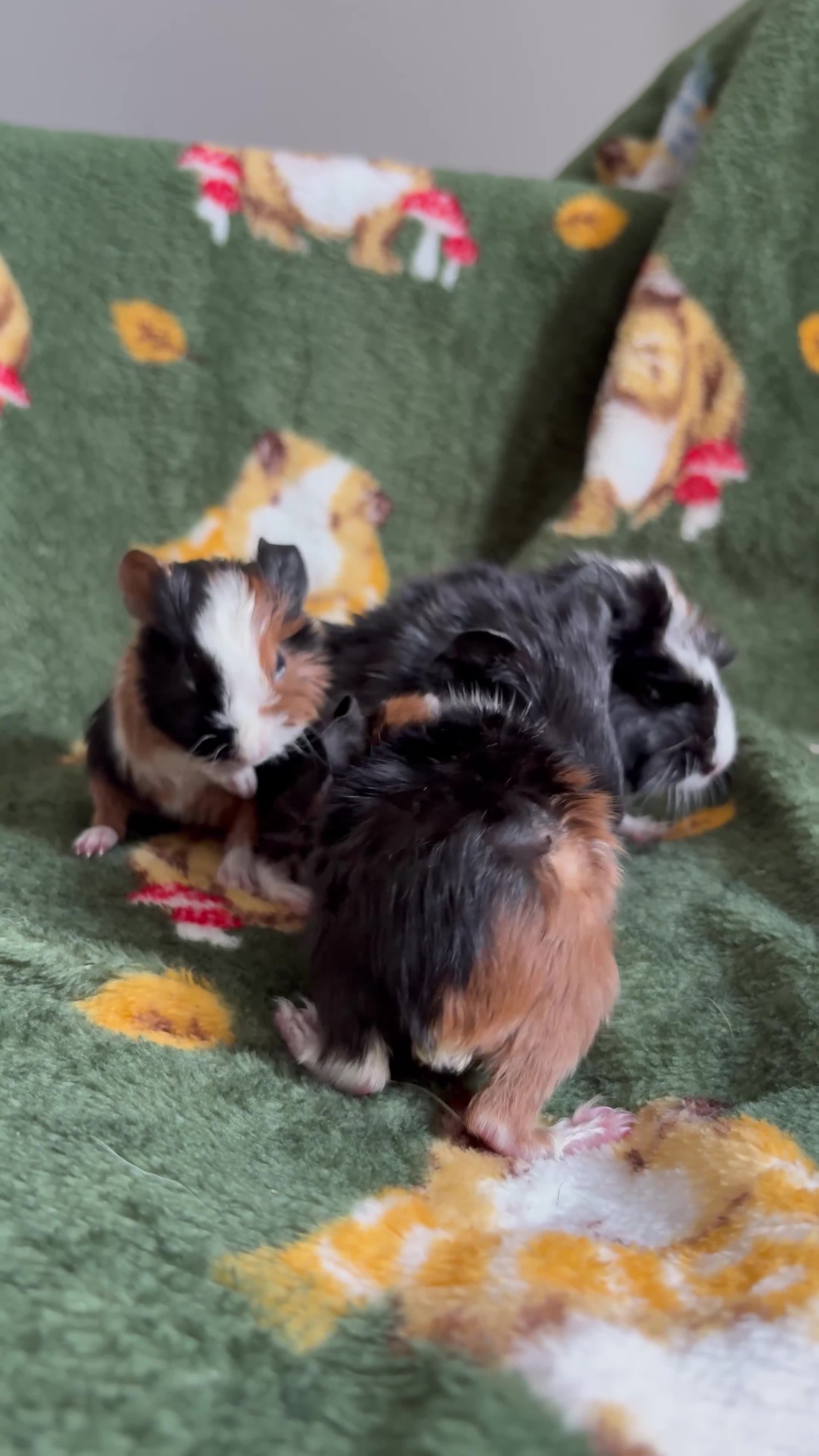Guinea Pig rodents for sale: Beautiful Guniea pigs for sale Girls & Boys  - Video 3