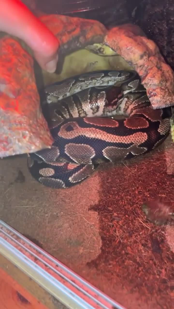 Python Snake reptiles for sale: Male and female + set up  in Auchterarder - Video 3