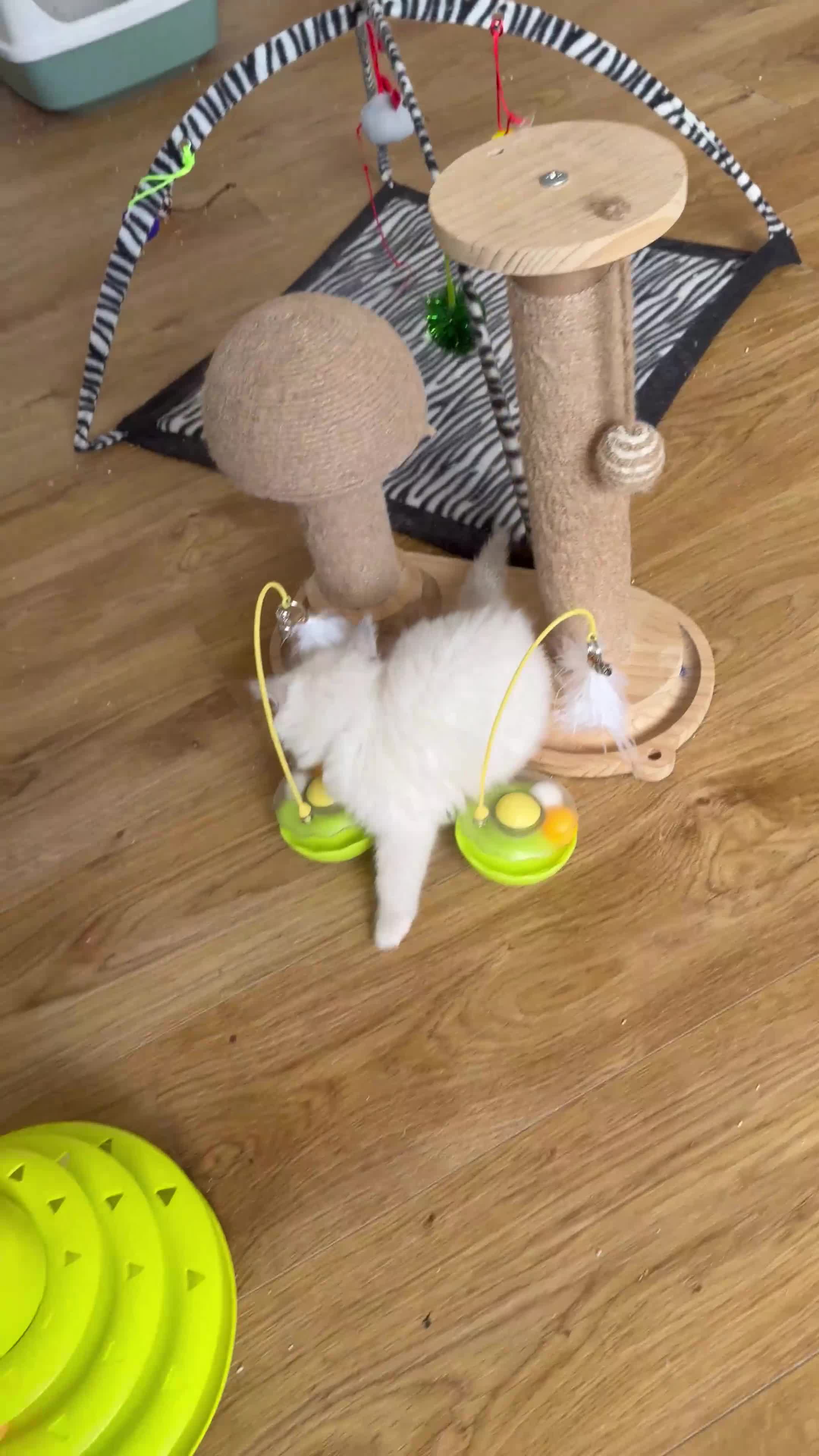 Ragdoll cats for sale: 🩵 GCCF Rare Lilac Male Ragdoll Kittens  - Video 3